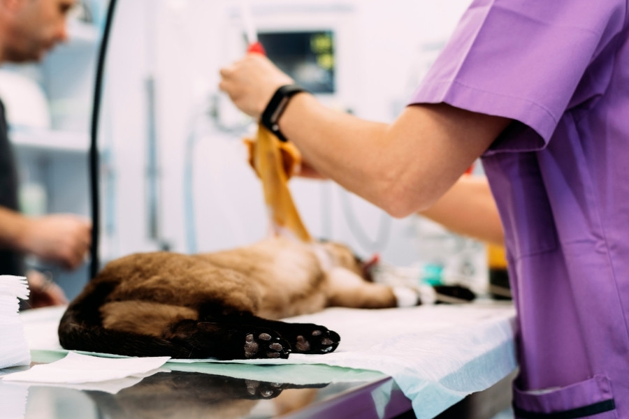 Dog to Recover from Surgery