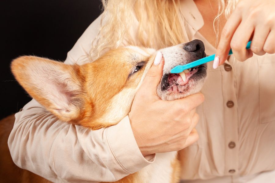 Common Dental Problems in Pets