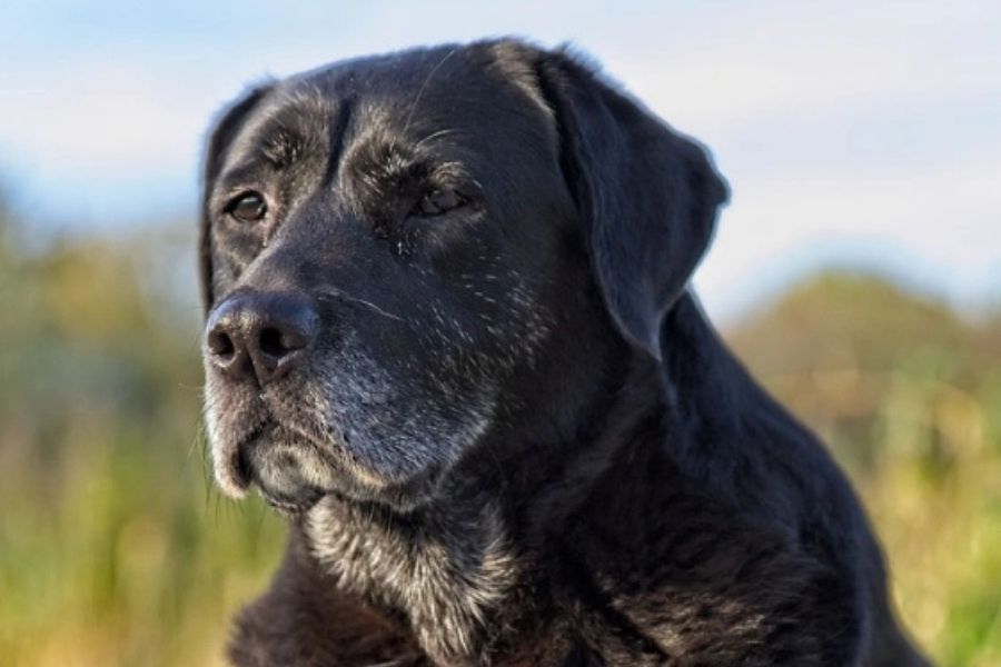 Early Signs of Aging in Pets