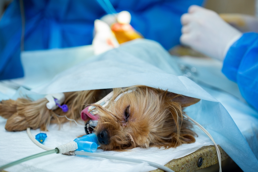 soft tissue surgery for pets