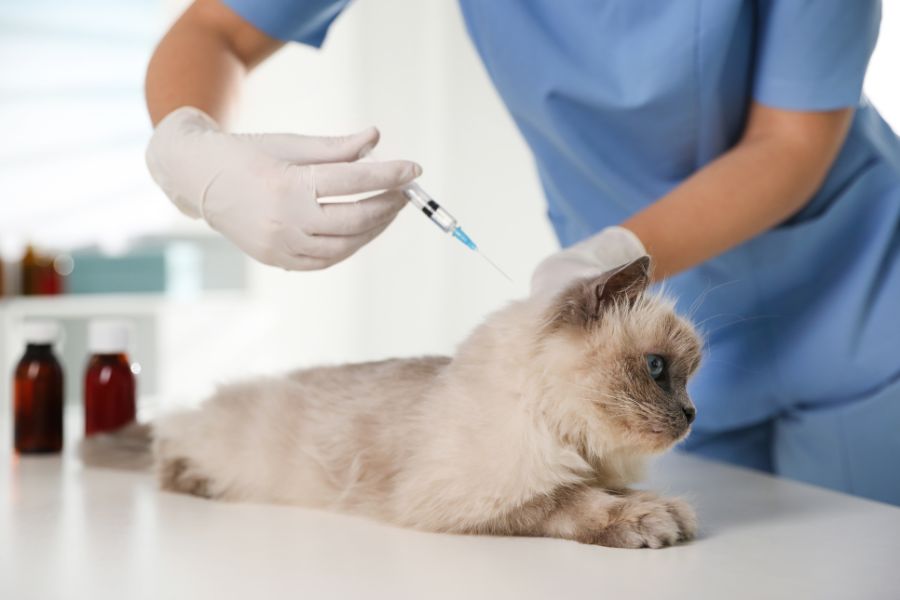 cat rabies vaccine