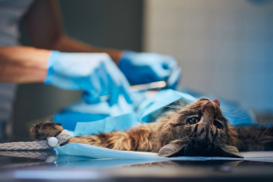 Prepare Puppy Kitten for Surgery