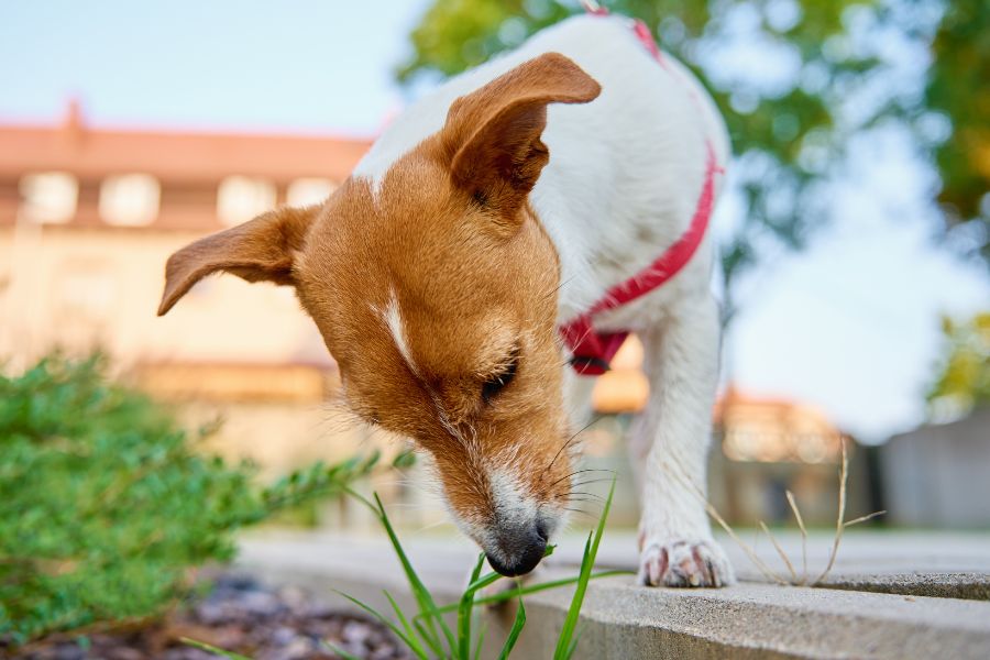 why dogs eat grass