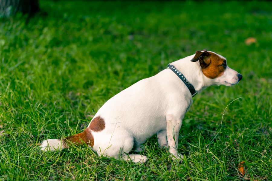 signs of UTI dogs