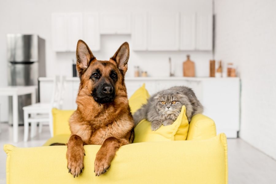 what to expect pet annual wellness exam